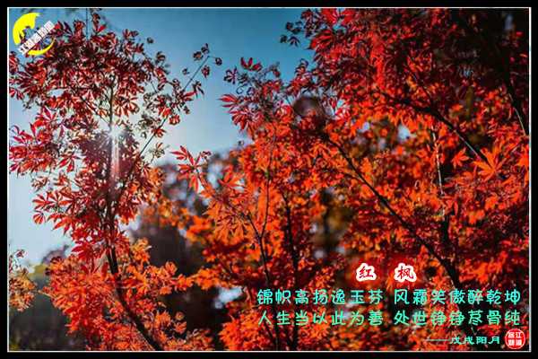1318红枫.jpg