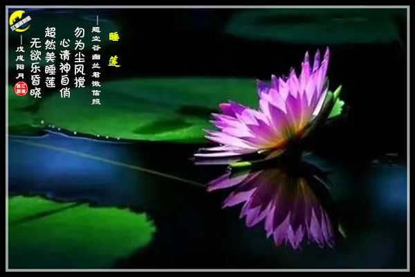 1322幽莲.jpg