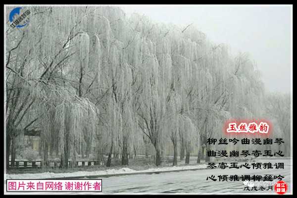 1432银丝逸韵.jpg