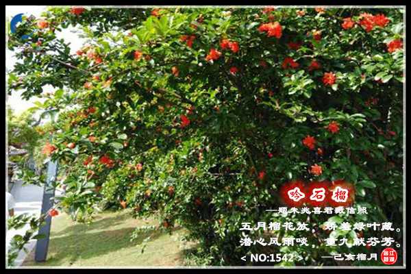 1542石榴.jpg