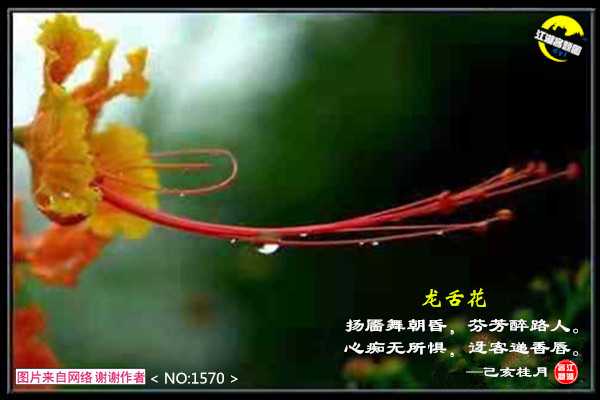 1570龙舌花.jpg