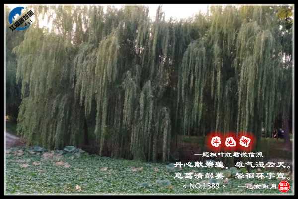 1589泮池玉柳.jpg