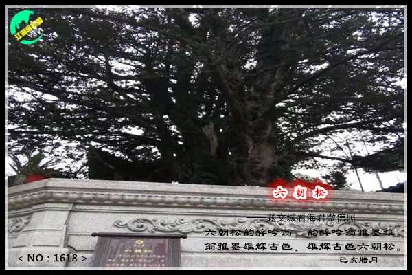 1618六朝松.jpg