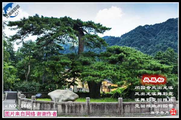 1685凤凰松.jpg