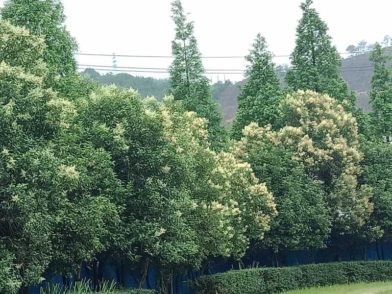 女贞花2.jpg
