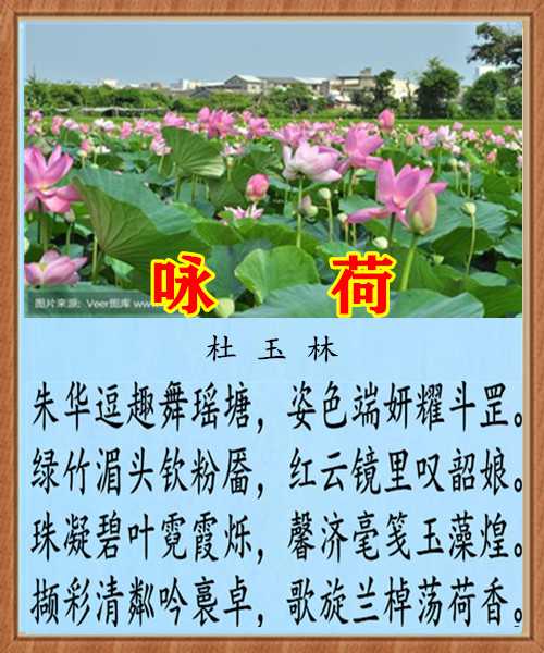 988咏  荷.jpg