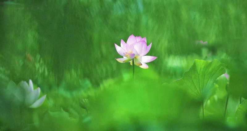 夏花3_副本.jpg