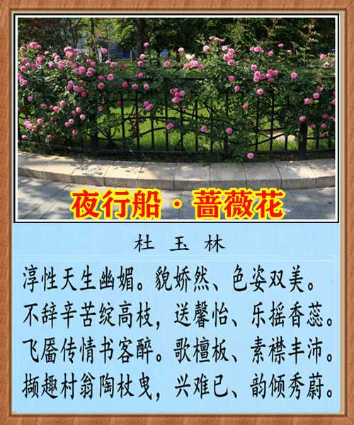 1362夜行船蔷薇花.jpg