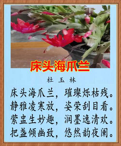1410床头海爪兰.jpg
