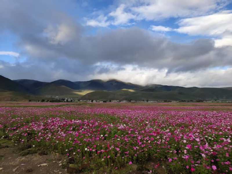 格桑花二.jpg
