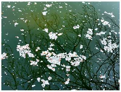 250509-落红_副本.jpg